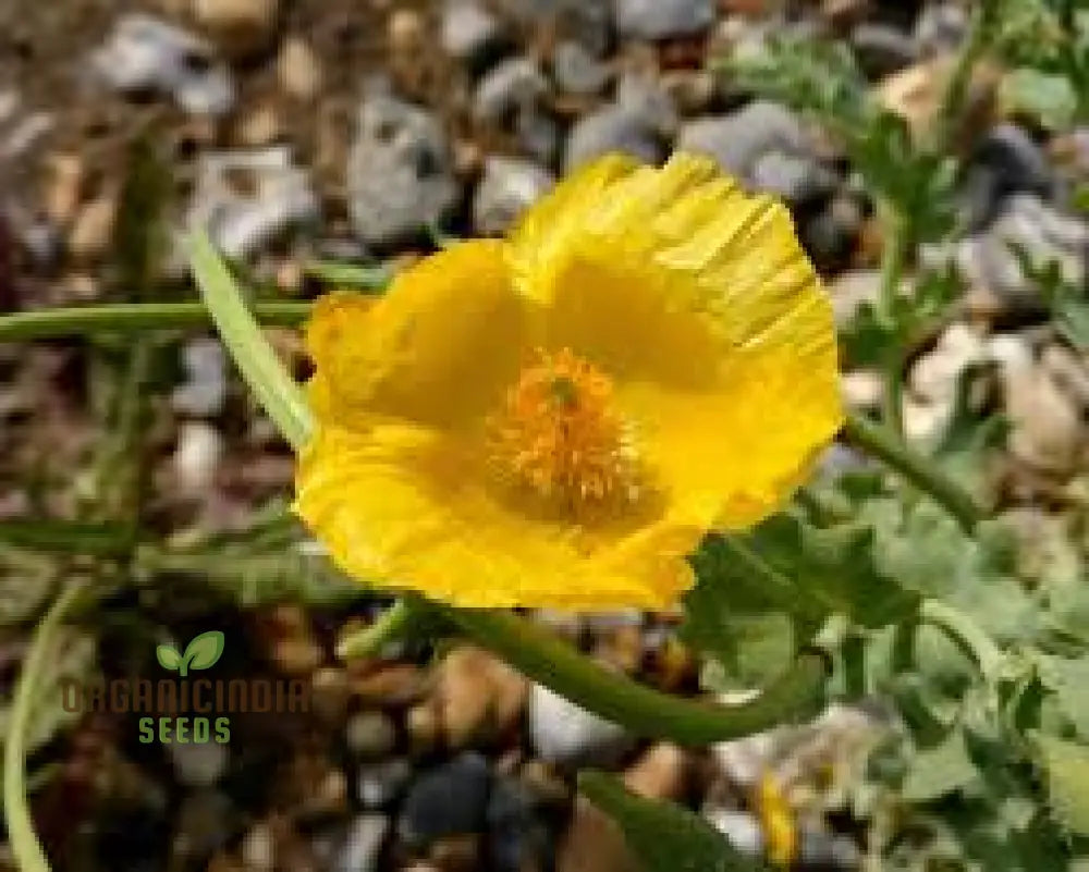 Glaucium Flavum Seeds - Yellow Horned Poppy For Gardening Enthusiasts: Exquisite Flowers And Easy