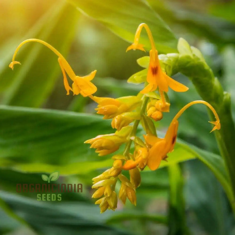 Globba Schomburgkii Seeds For Planting- Exotic Gardening Delight For Enthusiasts Seeking Unique And