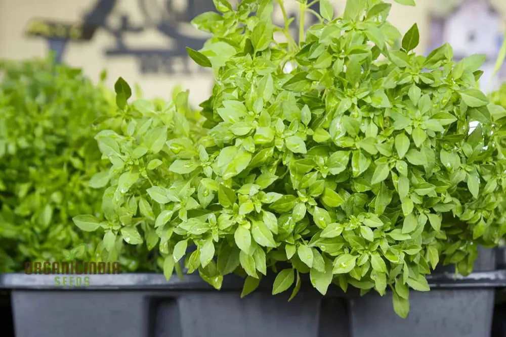 Globe Basil Seeds For Planting: Fresh Herbs For Flavorful Delights And Culinary Creations