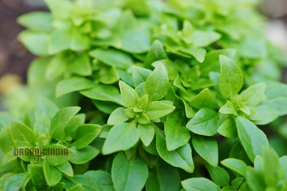 Globe Basil Seeds For Planting: Fresh Herbs For Flavorful Delights And Culinary Creations