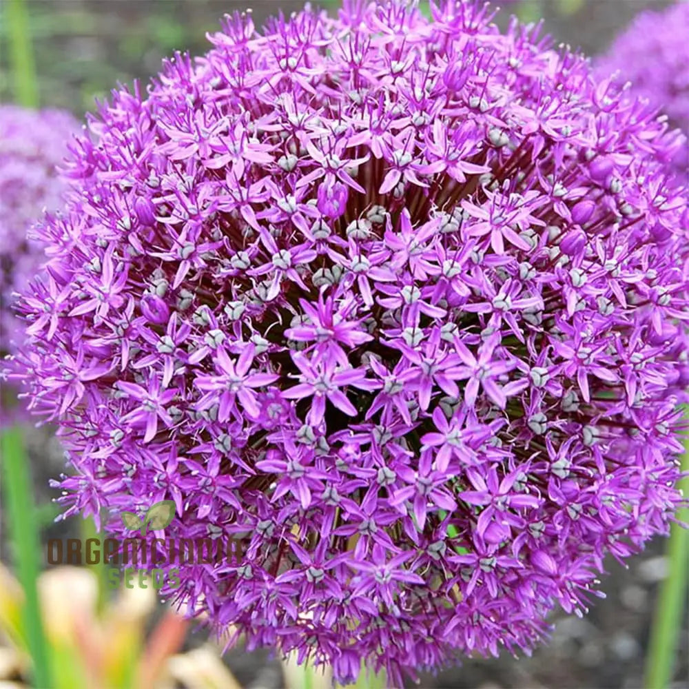 Globemaster Allium Gigantean Flower - Heirloom Organic Seeds Perennial Showy Dramatic Cut (100