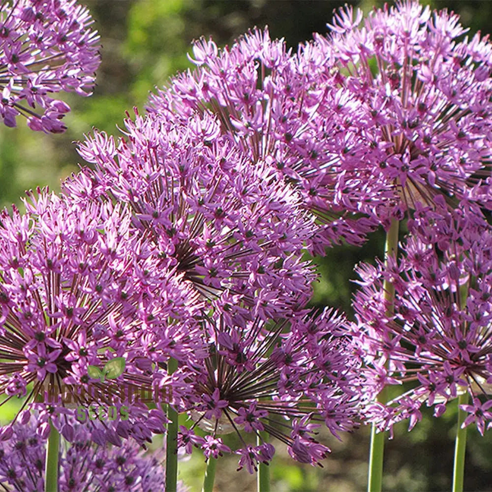 Globemaster Allium Gigantean Flower - Heirloom Organic Seeds Perennial Showy Dramatic Cut (100