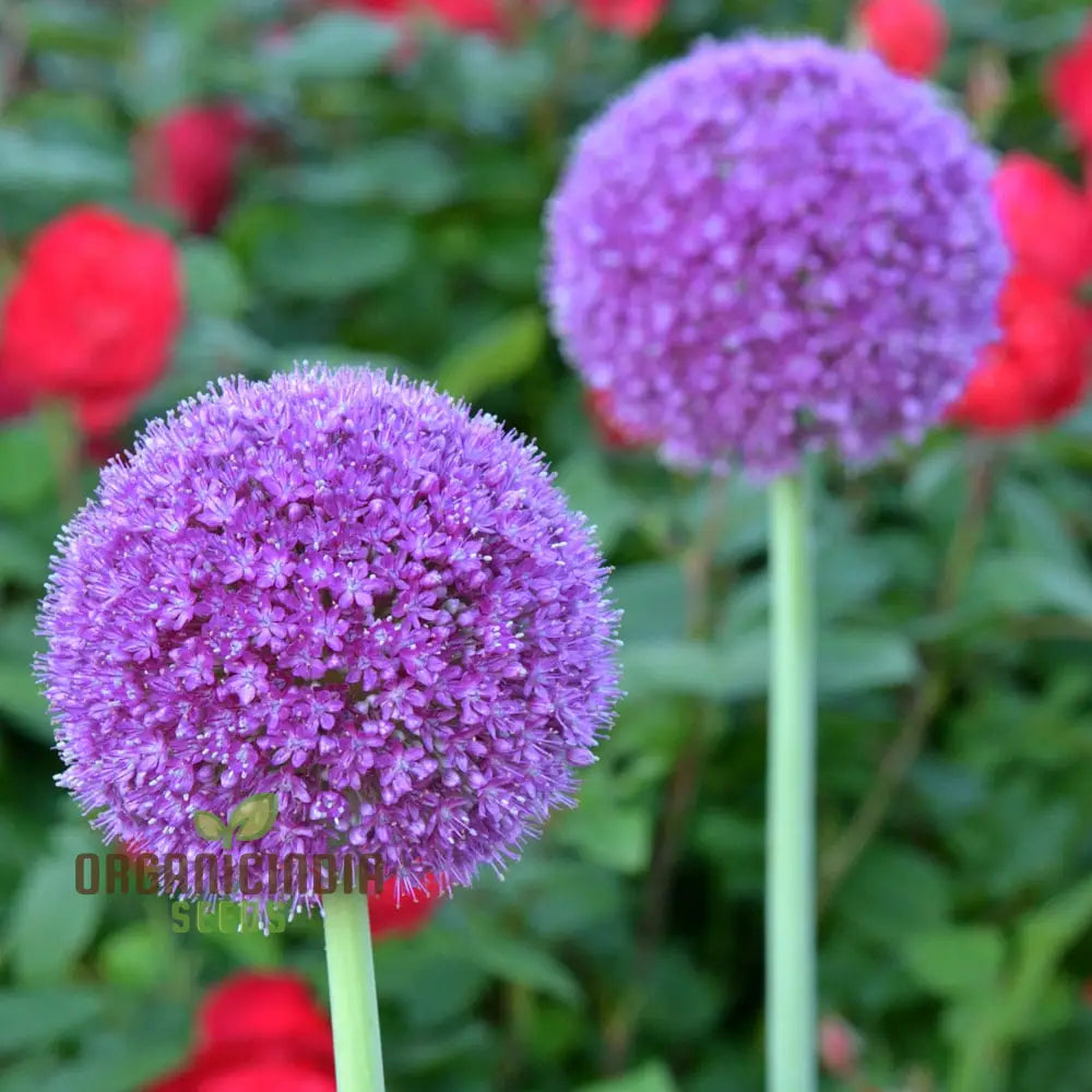 Globemaster Allium Gigantean Flower - Heirloom Organic Seeds Perennial Showy Dramatic Cut (100