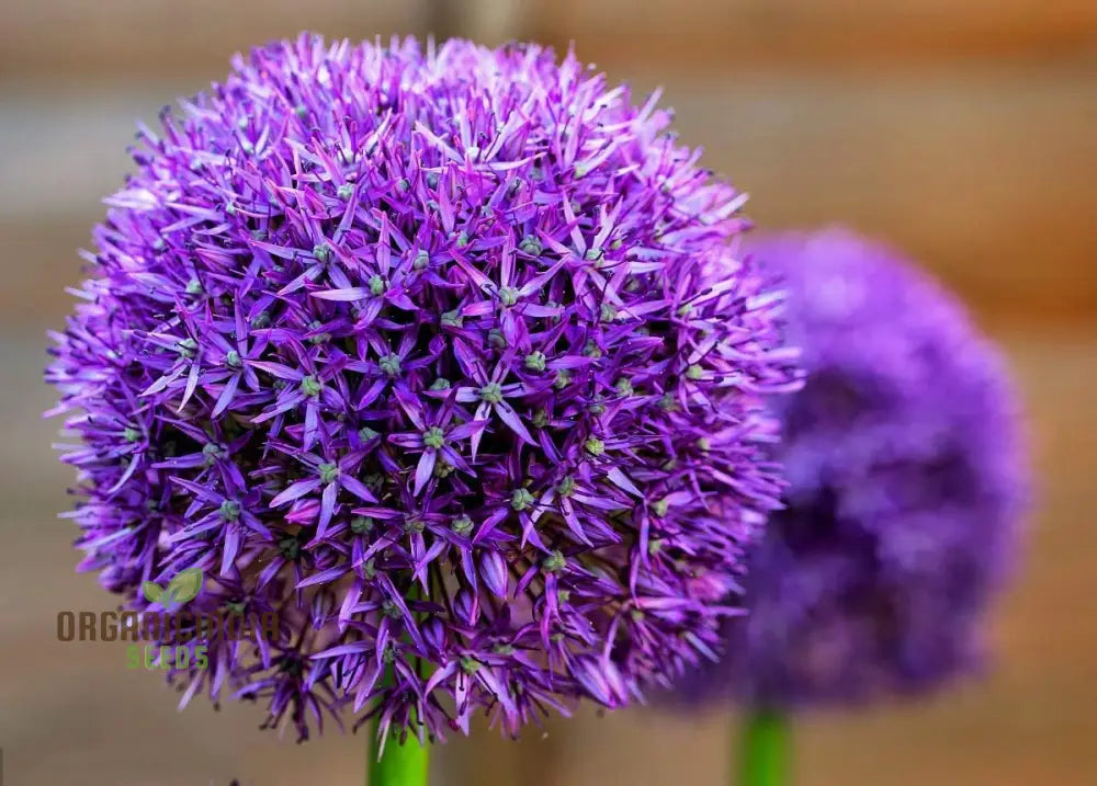 Globemaster Allium Gigantean Flower - Heirloom Organic Seeds Perennial Showy Dramatic Cut (100