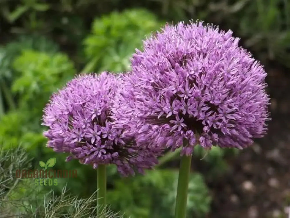 Globemaster Allium Gigantean Flower - Heirloom Organic Seeds Perennial Showy Dramatic Cut (100