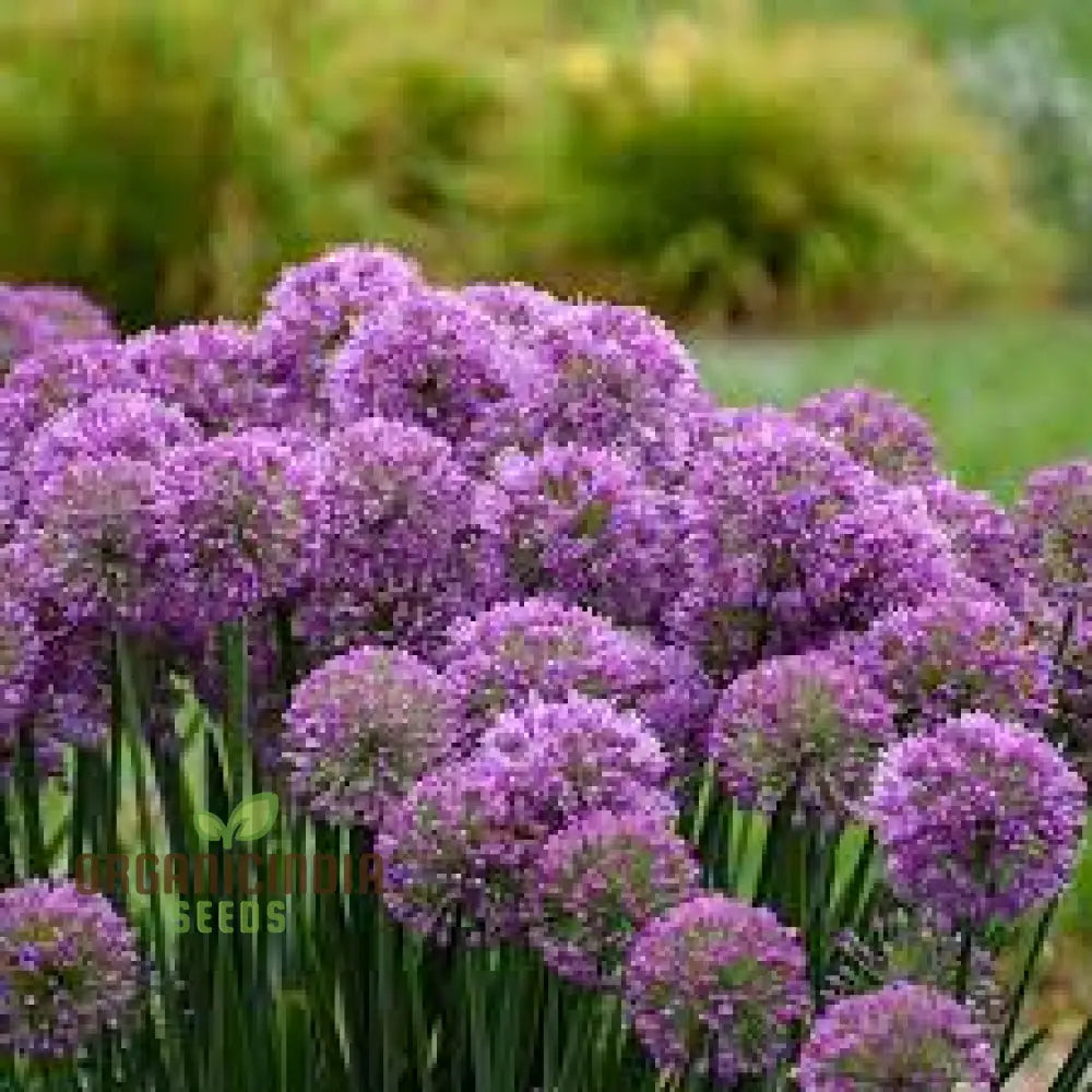 Globemaster Allium Gigantean Flower - Heirloom Organic Seeds Perennial Showy Dramatic Cut (100