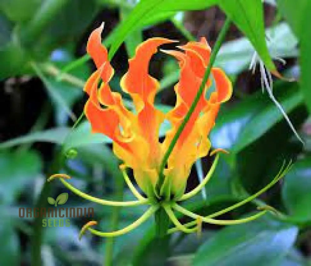 Gloriosa Orange Glory Seeds For Planting And Gardening Enthusiasts