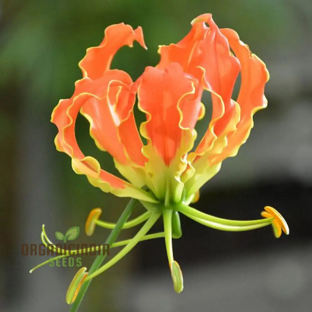 Gloriosa Orange Glory Seeds For Planting And Gardening Enthusiasts