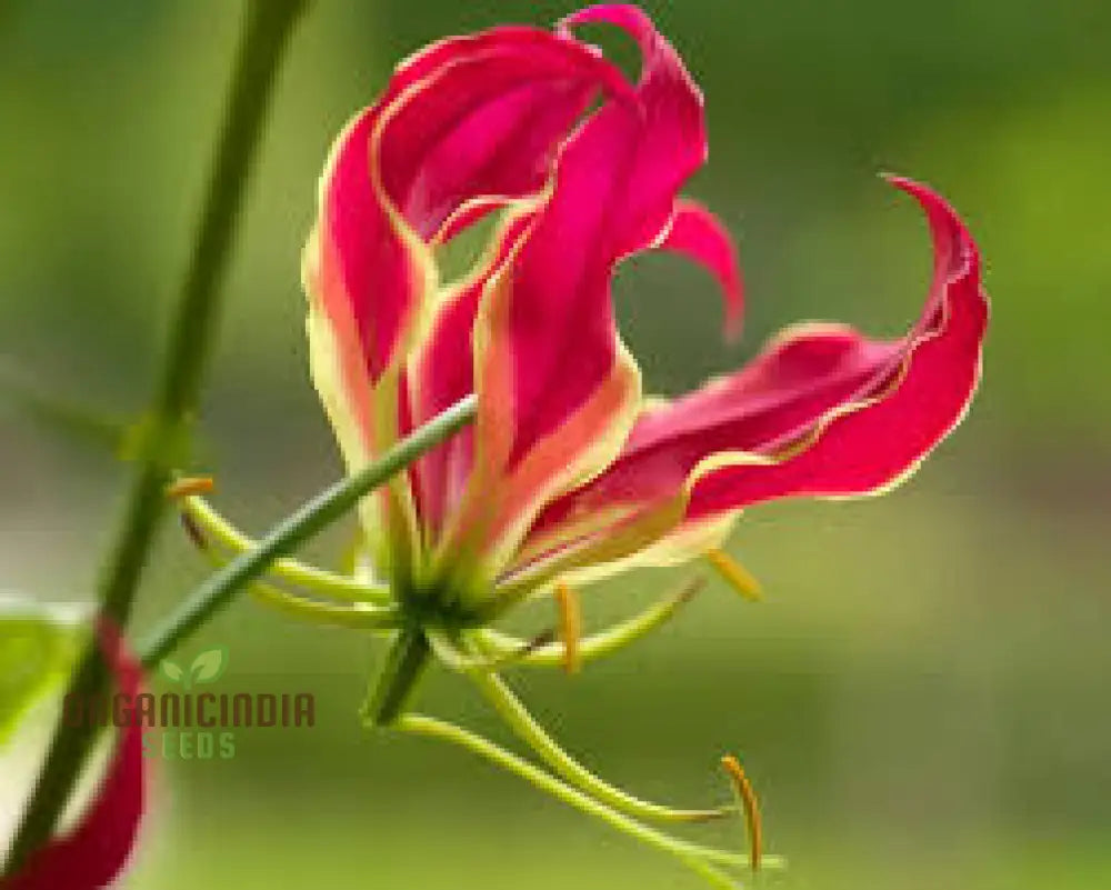 Gloriosa Rothschildiana Seeds For Planting- Exquisite Climbing Vine For Elegant Gardens | Rare