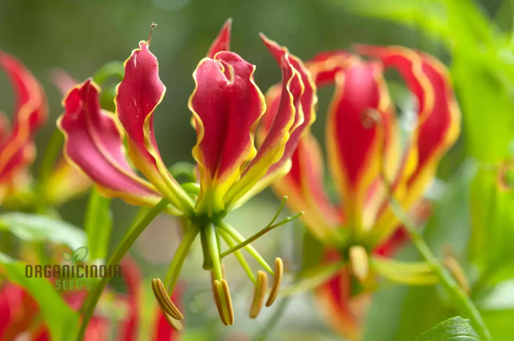 Gloriosa Rothschildiana Seeds For Planting- Exquisite Climbing Vine For Elegant Gardens | Rare