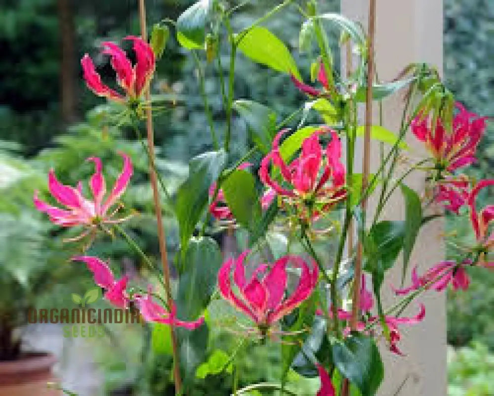 Gloriosa Rothschildiana Seeds For Planting- Exquisite Climbing Vine For Elegant Gardens | Rare