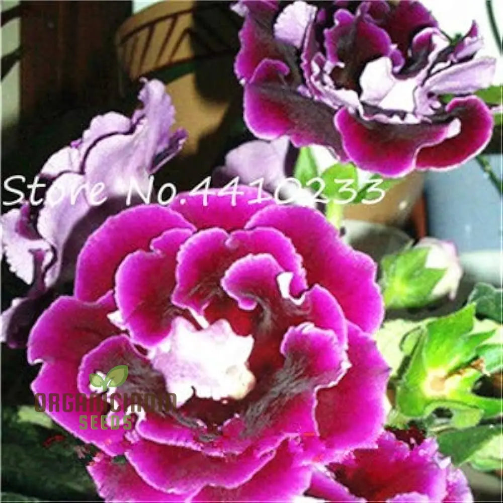 Gloxinia Flower Seeds For Planting - Splendid Indoor Plant (100 Pcs) Seeds