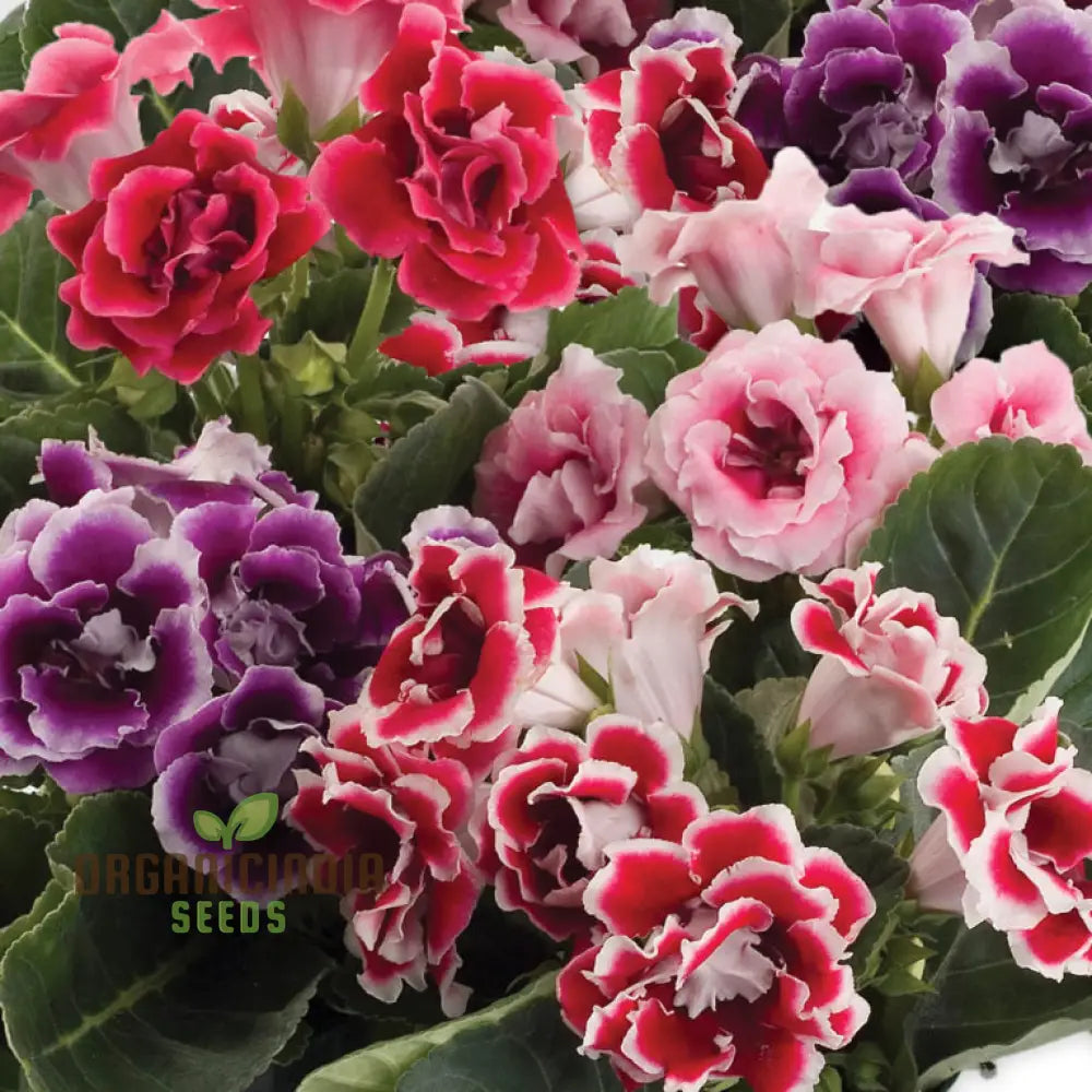 Gloxinia Flower Seeds For Planting - Splendid Indoor Plant (100 Pcs) Seeds