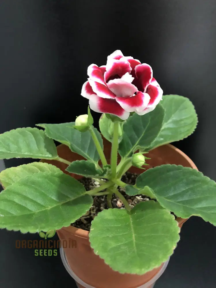 Gloxinia Flower Seeds For Planting - Splendid Indoor Plant (100 Pcs) Seeds