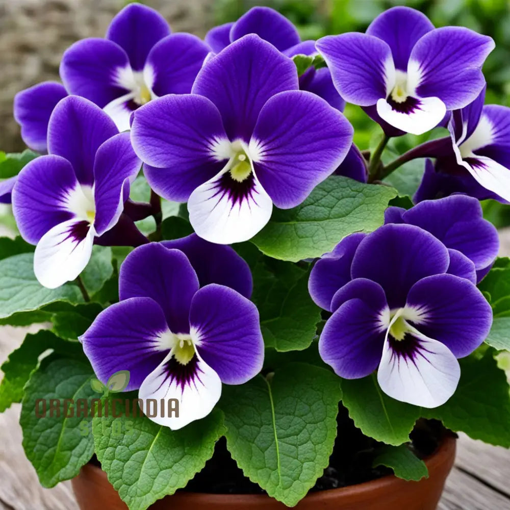 Gloxinia Flower Seeds Purple White Annuals