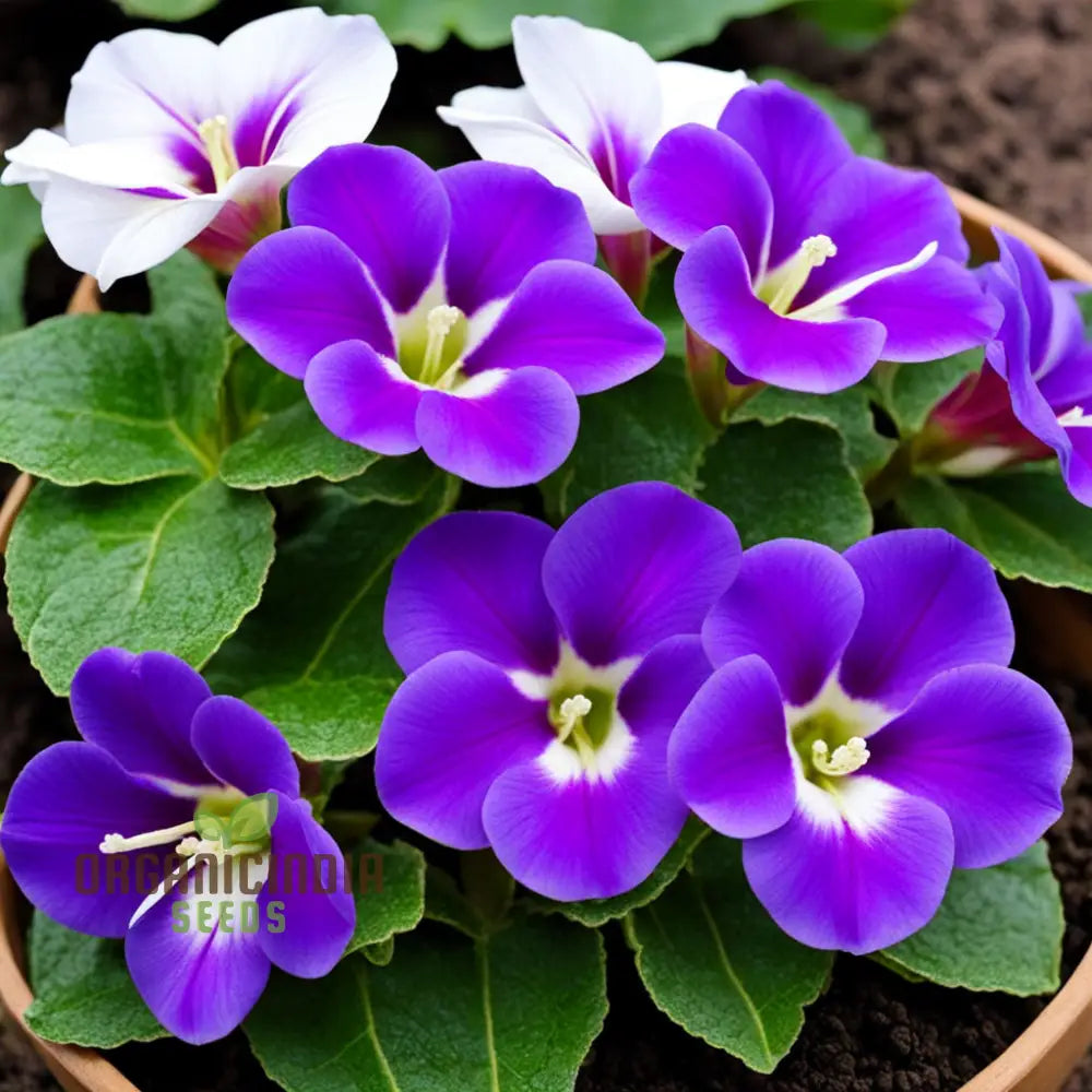 Gloxinia Flower Seeds Purple White Annuals