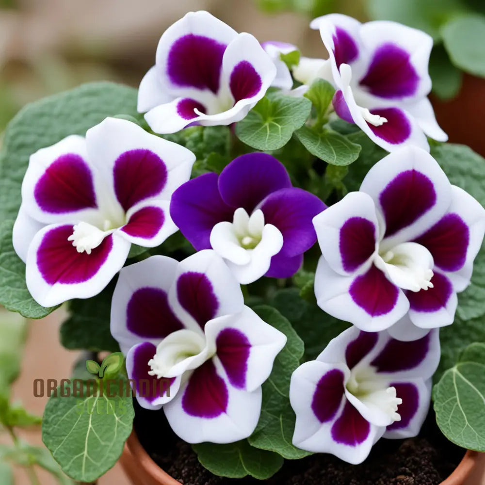 Gloxinia Flower Seeds Purple White Annuals