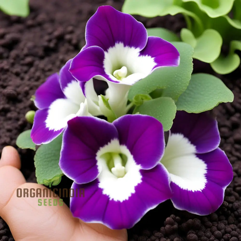 Gloxinia Flower Seeds Purple White Annuals