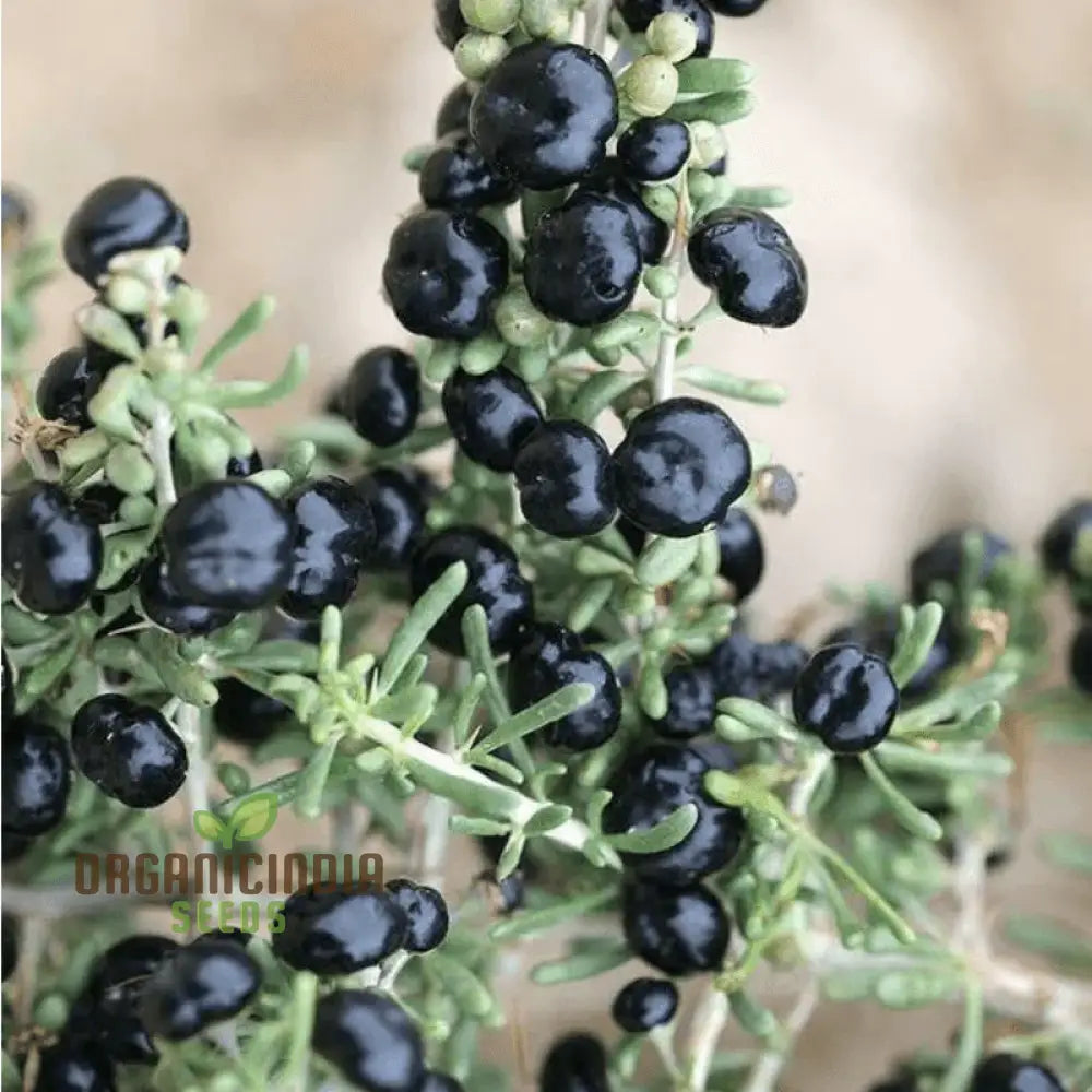 Goji Berry Big Black Seeds For Planting - Premium Gardening A Bountiful Harvest