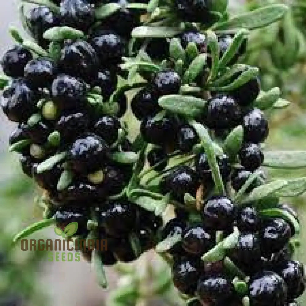 Goji Berry Big Black Seeds For Planting - Premium Gardening A Bountiful Harvest