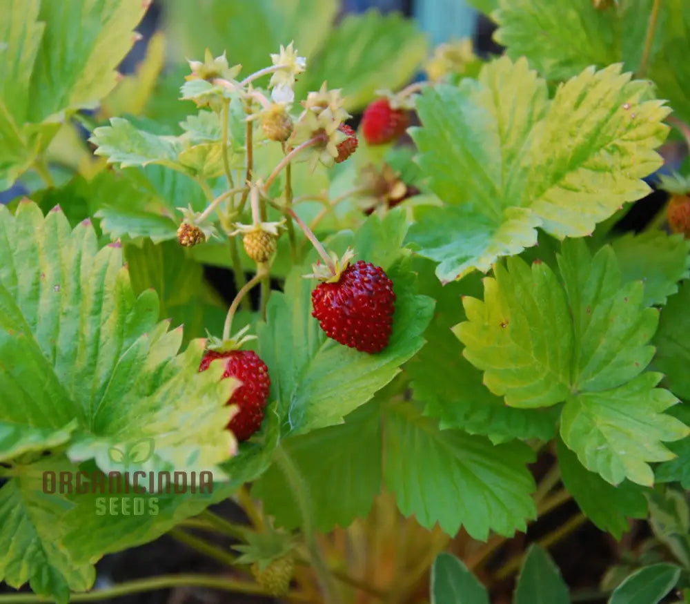 Golden Alexandria Strawberries Fruit Seeds For A Bountiful And Flavorful Addition To Your Garden