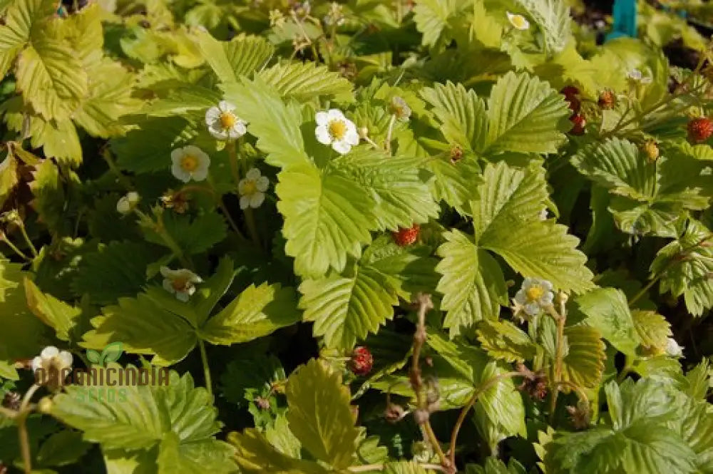 Golden Alexandria Strawberries Fruit Seeds For A Bountiful And Flavorful Addition To Your Garden