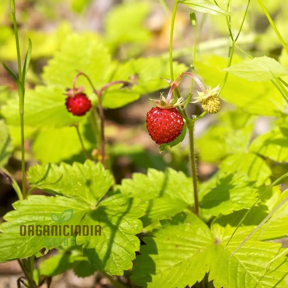 Golden Alexandria Strawberries Fruit Seeds For A Bountiful And Flavorful Addition To Your Garden