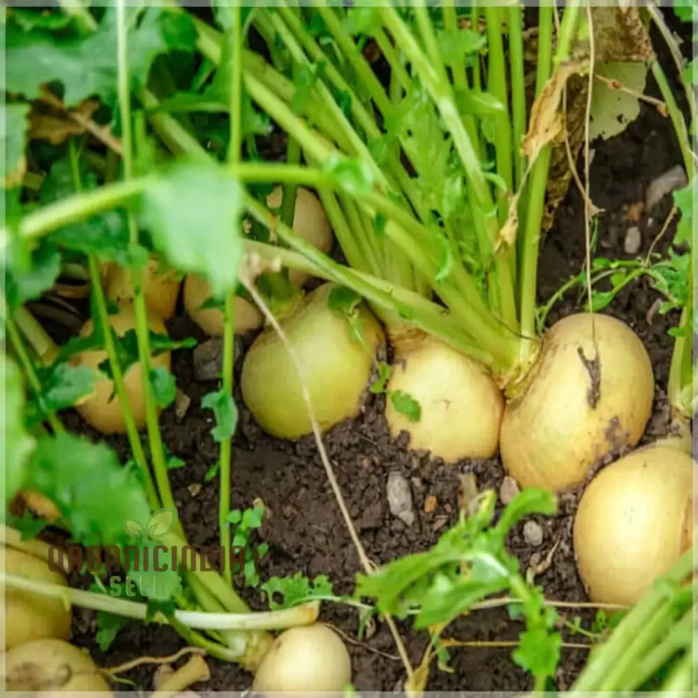 Golden Ball Turnip Seeds – Elevate Your Gardening With Nutritious And Flavorful Harvests