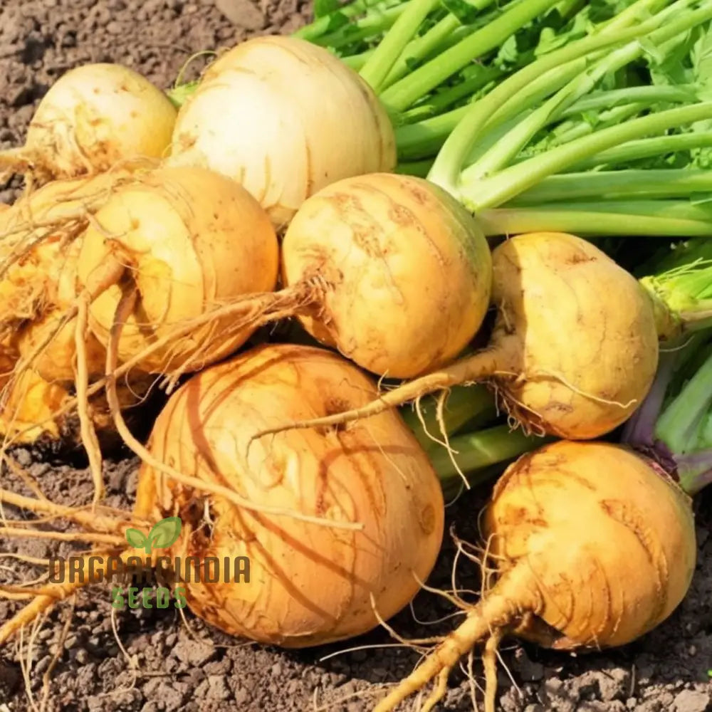 Golden Ball Turnip Seeds – Elevate Your Gardening With Nutritious And Flavorful Harvests