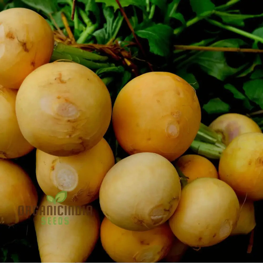 Golden Ball Turnip Seeds – Elevate Your Gardening With Nutritious And Flavorful Harvests