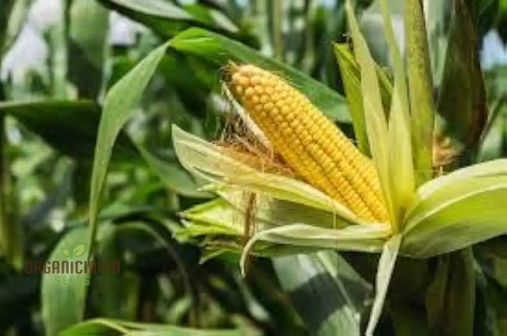 Golden Common Corn Seeds High-Quality For Abundant Harvests Squash And Gourds