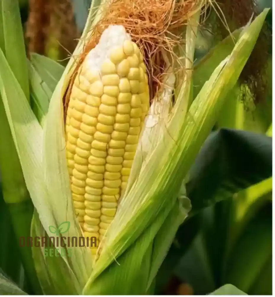 Golden Common Corn Seeds High-Quality For Abundant Harvests Squash And Gourds