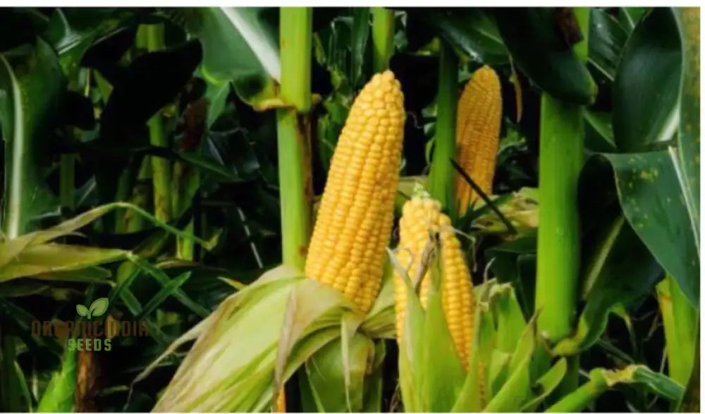 Golden Common Corn Seeds High-Quality For Abundant Harvests Squash And Gourds