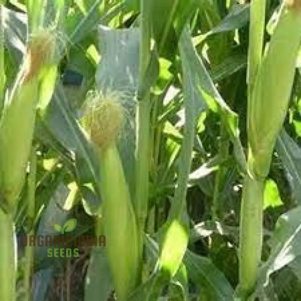 Golden Common Corn Seeds High-Quality For Abundant Harvests Squash And Gourds