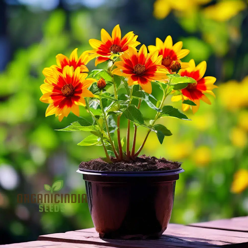 Golden Flame Aristate Flower Seeds - Fiery Yellow And Red Blossoms For Radiant Gardens Perennials