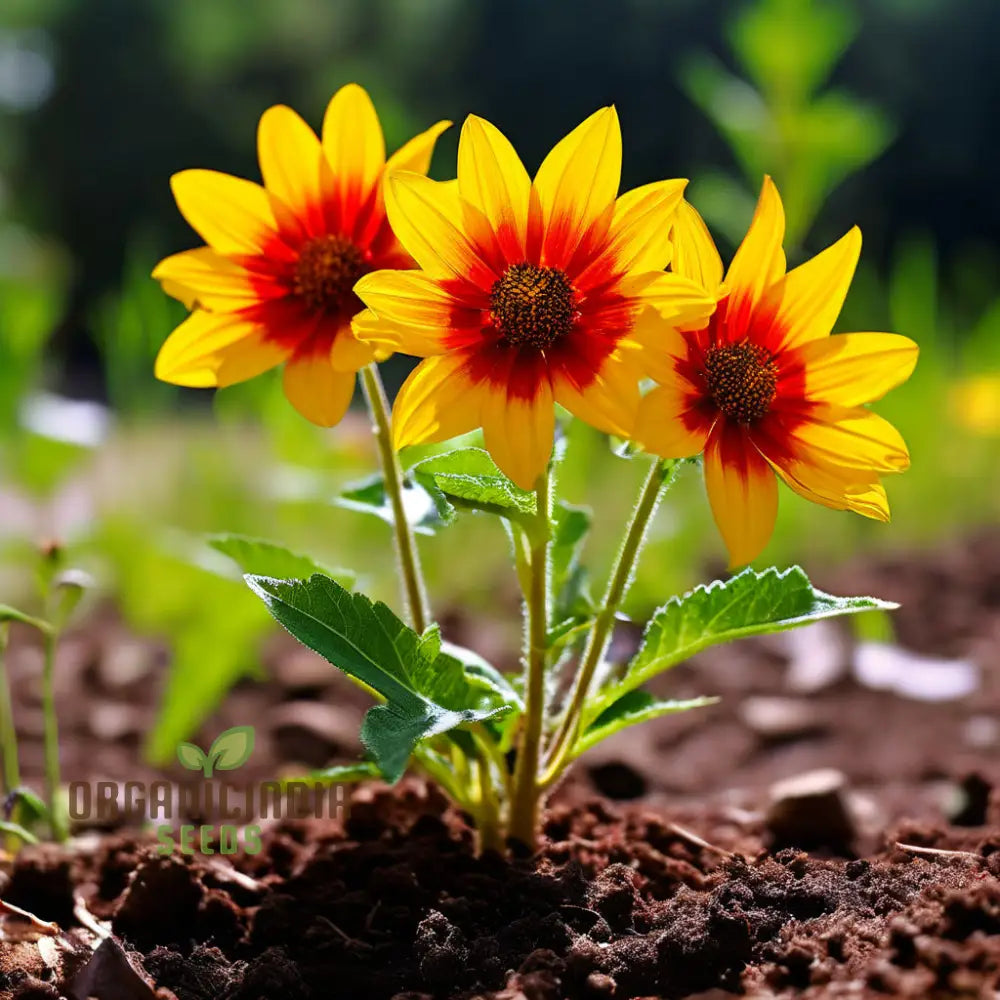 Golden Flame Aristate Flower Seeds - Fiery Yellow And Red Blossoms For Radiant Gardens Perennials