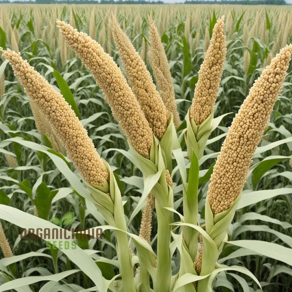 Golden Harvest Millet Vegetable Seeds Nutrient-Rich Brown Top For Sustainable Farming And