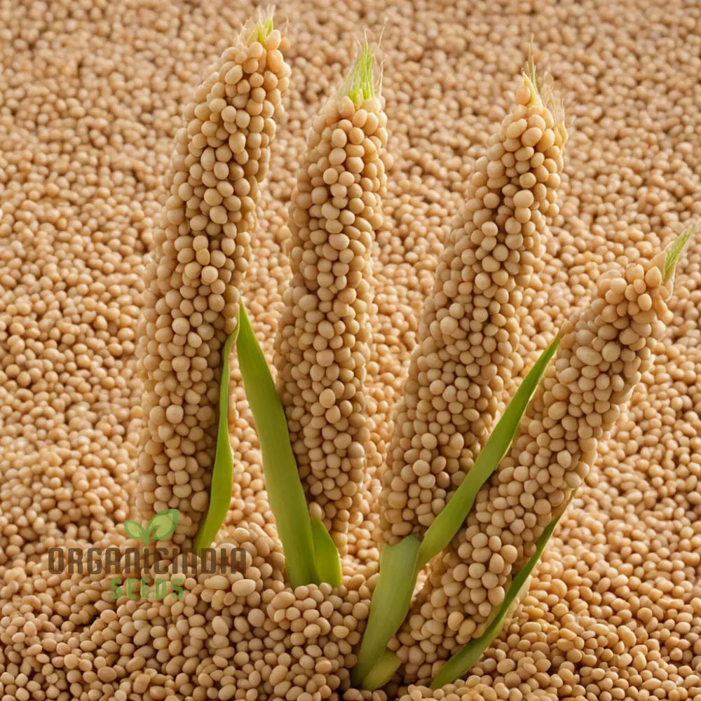 Golden Harvest Millet Vegetable Seeds Nutrient-Rich Brown Top For Sustainable Farming And