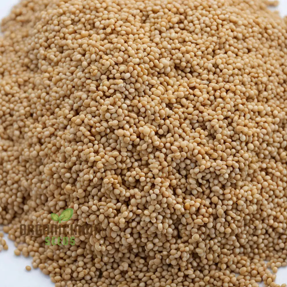 Golden Harvest Millet Vegetable Seeds Nutrient-Rich Brown Top For Sustainable Farming And