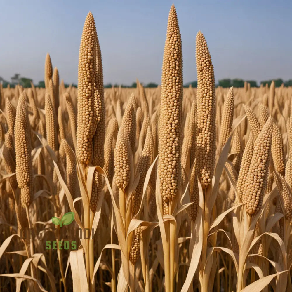 Golden Harvest Millet Vegetable Seeds Nutrient-Rich Brown Top For Sustainable Farming And