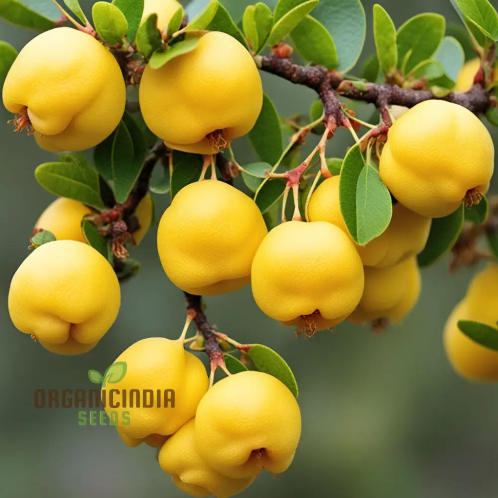 Golden Harvest Yellow Chaenomeles Fruit Seeds For Radiant Gardens For Planting