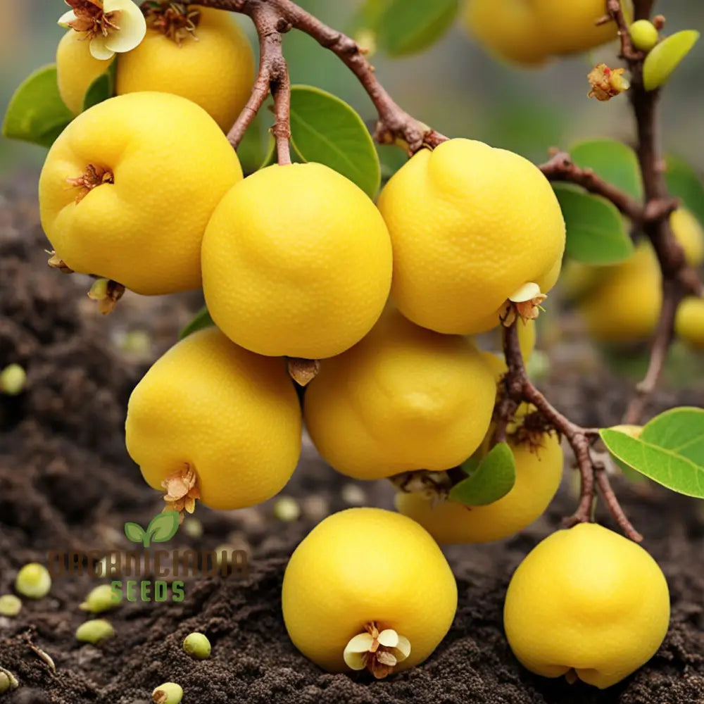 Golden Harvest Yellow Chaenomeles Fruit Seeds For Radiant Gardens For Planting