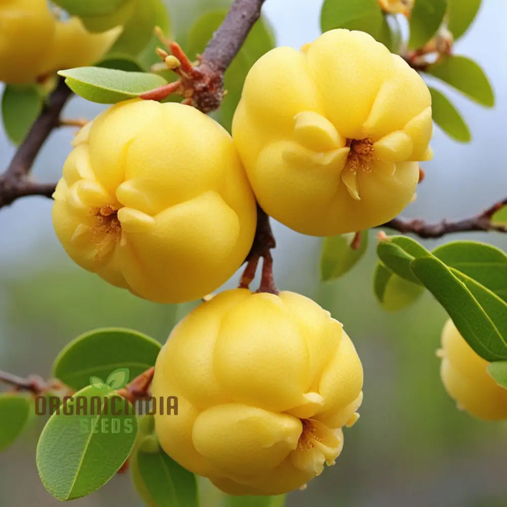 Golden Harvest Yellow Chaenomeles Fruit Seeds For Radiant Gardens For Planting