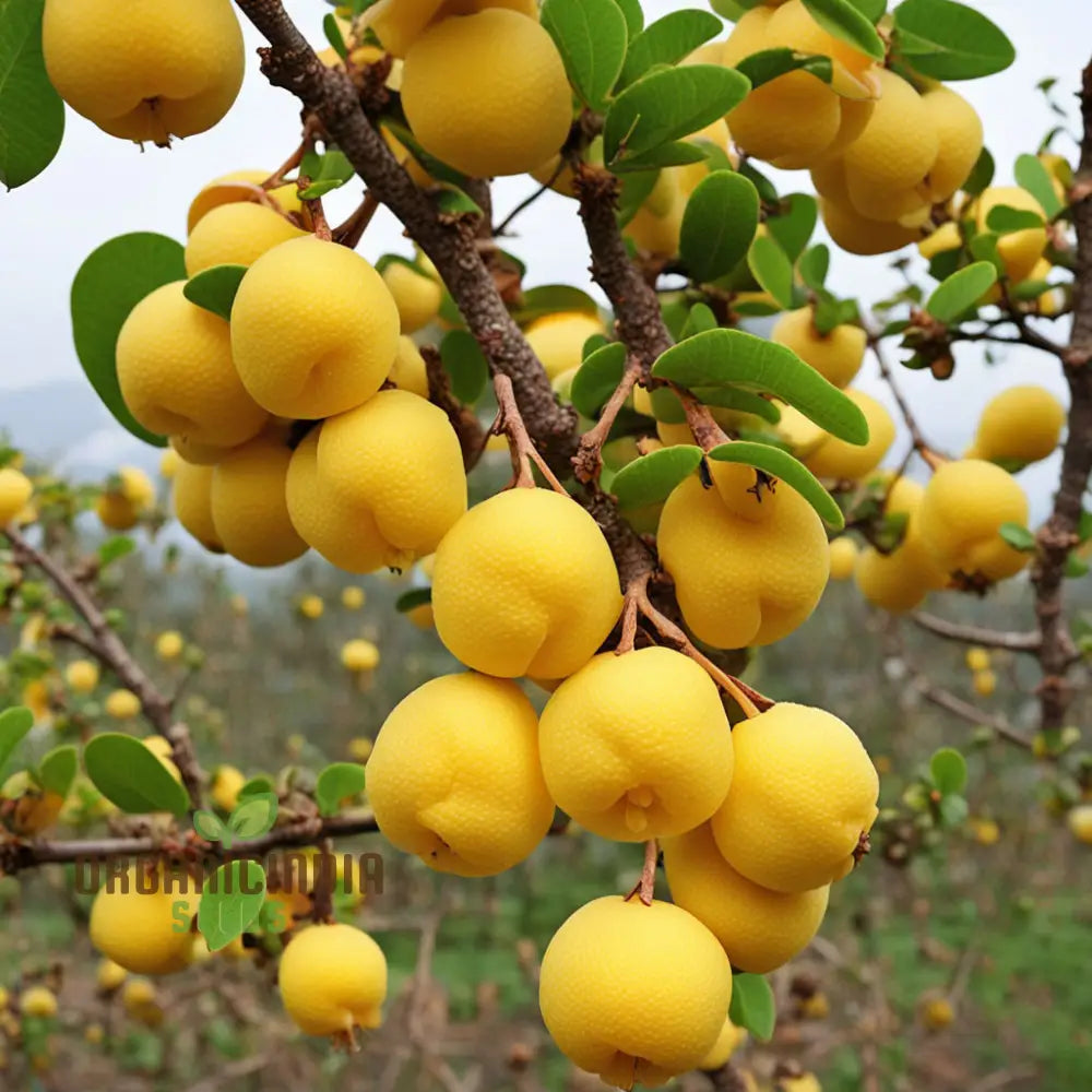 Golden Harvest Yellow Chaenomeles Fruit Seeds For Radiant Gardens For Planting