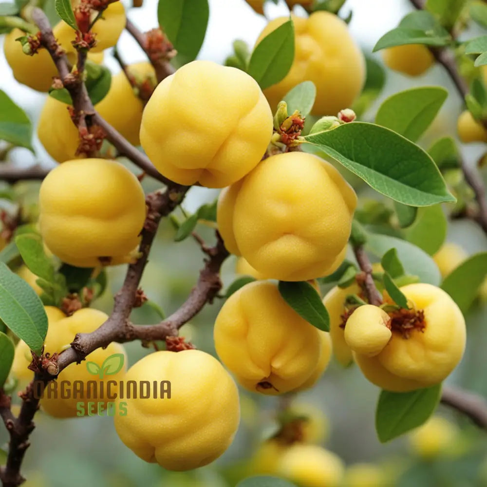 Golden Harvest Yellow Chaenomeles Fruit Seeds For Radiant Gardens For Planting