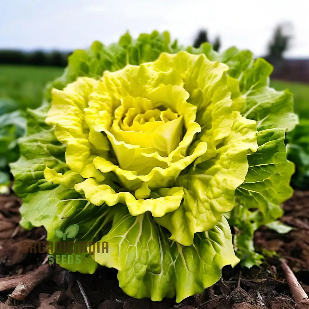 Golden Heart Curly Endive Chicory Seeds Heirloom Choice For Bountiful Salad Gardens - Premium Herb