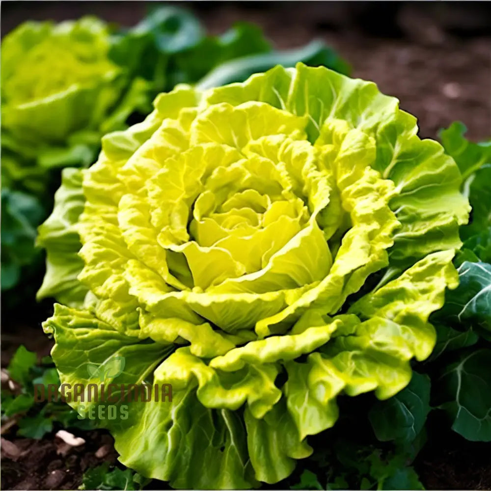 Golden Heart Curly Endive Chicory Seeds Heirloom Choice For Bountiful Salad Gardens - Premium Herb