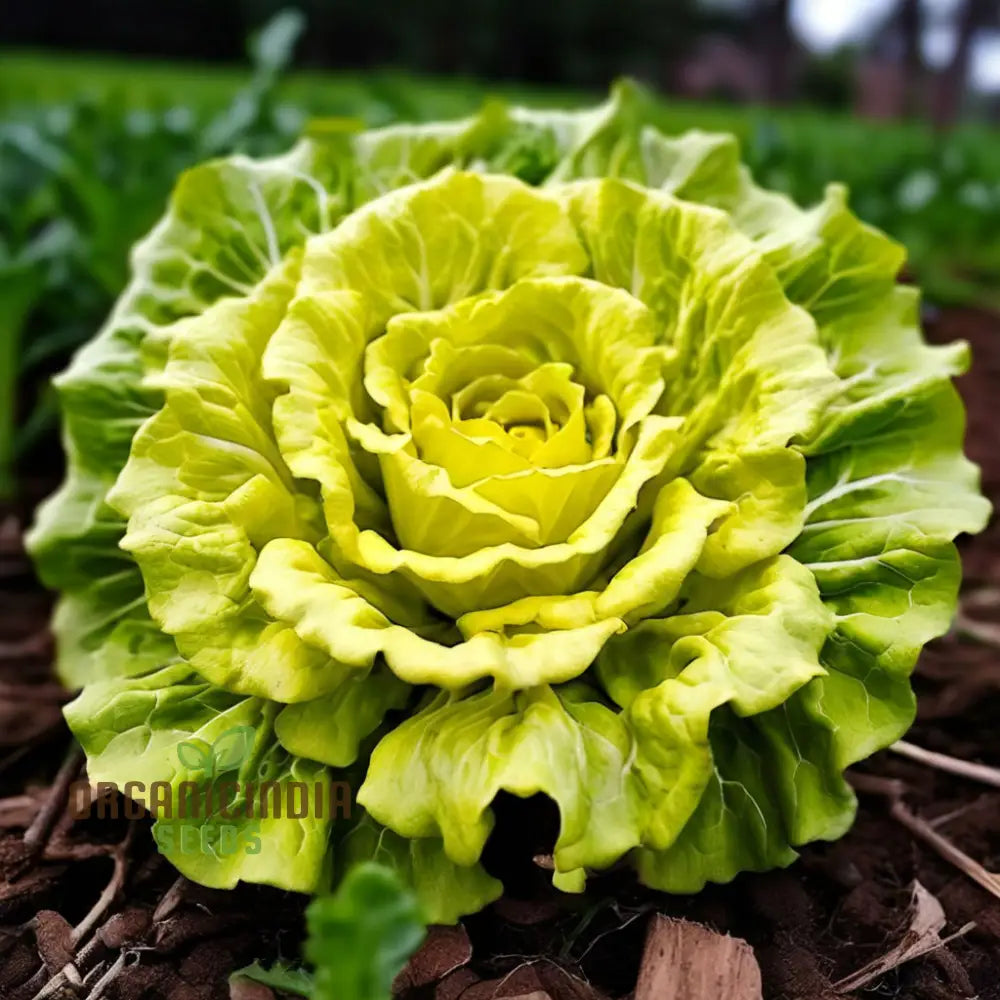 Golden Heart Curly Endive Chicory Seeds Heirloom Choice For Bountiful Salad Gardens - Premium Herb