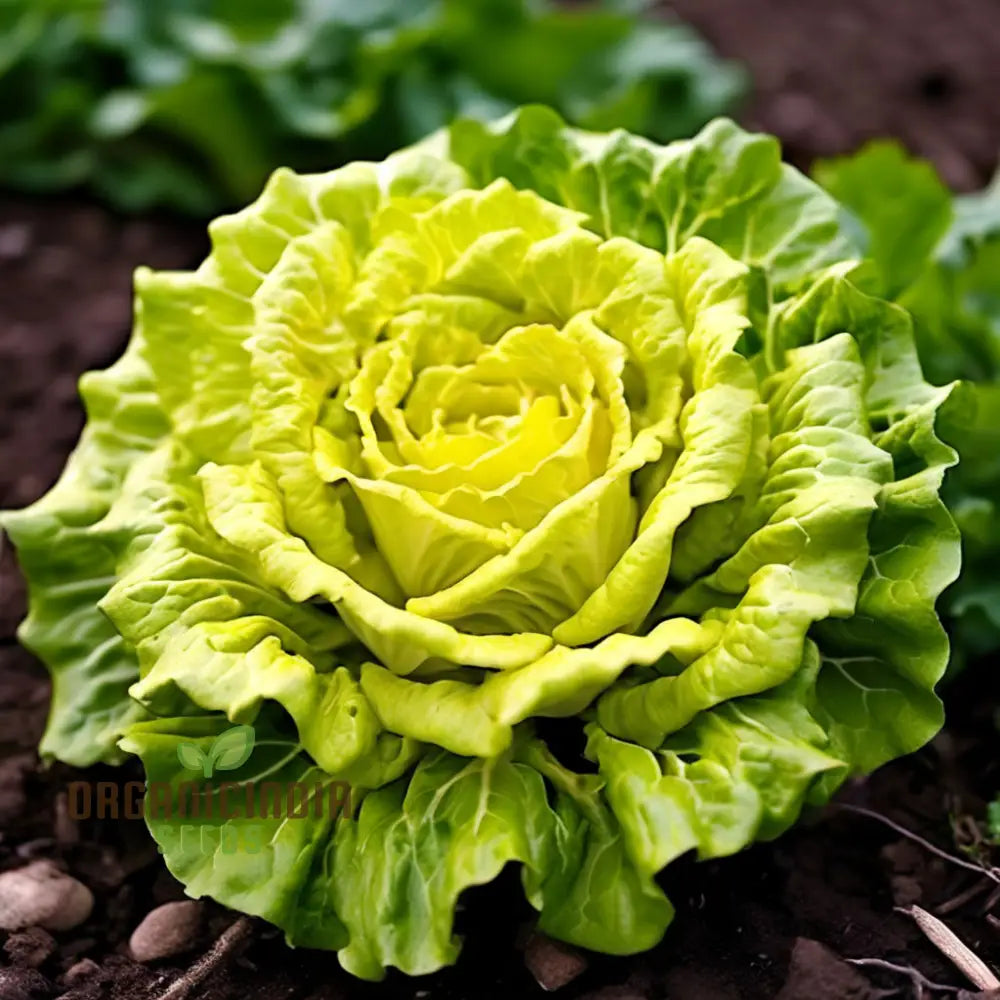 Golden Heart Curly Endive Chicory Seeds Heirloom Choice For Bountiful Salad Gardens - Premium Herb