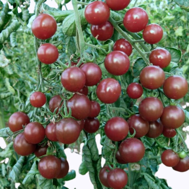 Graines de tomates – Variété cerise noire pour la plantation et le jardinage